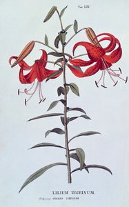 Tiger Lily from L